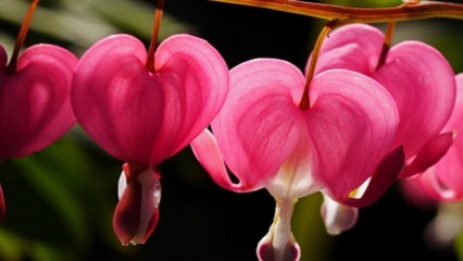 Ağlayan kalpler çiçeği bakımı ve özellikleri
