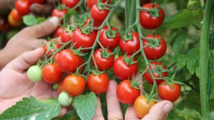 Sahurda domates yemenin faydası nedir? Çiğ domatesin faydaları nelerdir? 