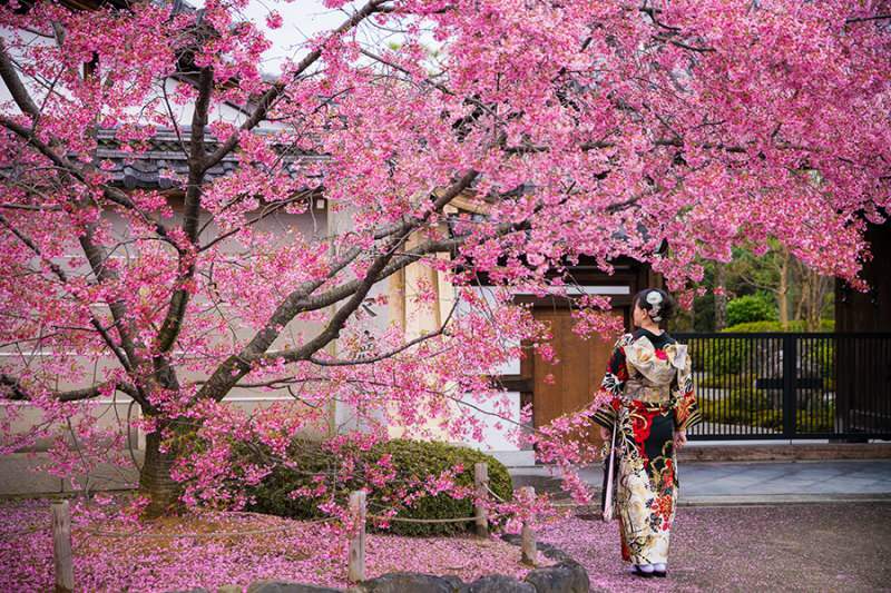 Sakura ne demek, ne anlama geliyor? Sakura çiçeğinin bilinmeyen özellikleri