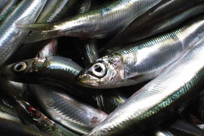 sardalya balık türleri arasında en fazla yağ değerine sahiptir
