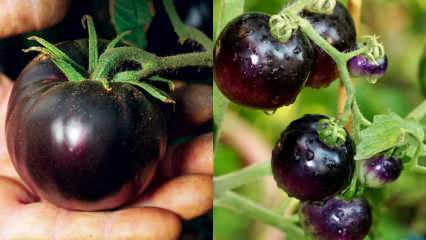 Kanser düşmanı: Siyah domates nedir? Siyah domatesin faydaları nelerdir?
