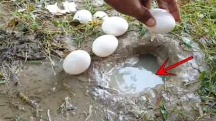 YouTube fenomeni suda yumurta kırarak balık avladı! İşte hayrete düşüren sonuç...