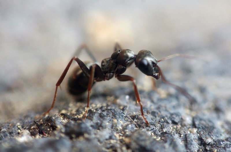 Evdeki karıncaları gideren etkili yöntem! Karıncalar öldürmeden nasıl yok edilir?
