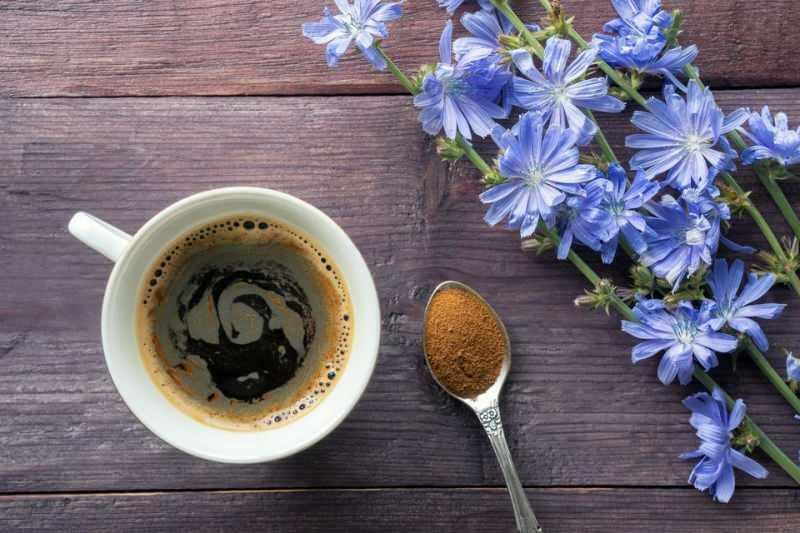 Hindiba kahvesi nedir, hindiba kahvesi nasıl yapılır?