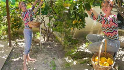 Şarkıcı Tuğba Özerk kendi bahçesindeki ağaçtan limon topladı!