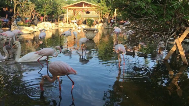 Flamingoköy'e nasıl gidilir?