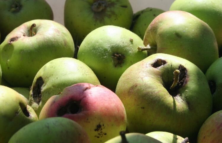 Meyvenin sağlıklı olduğu nasıl anlaşılır?