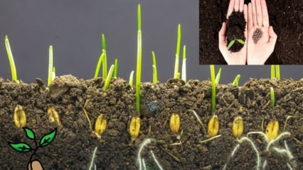 Tohum nedir ve tohum çimlenmesi nasıl gerçekleşir? Tohum yetiştirmenin püf noktaları