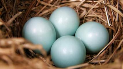 Mavi yeşil yumurtanın faydaları nelerdir?