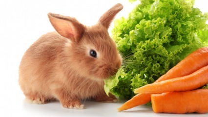  Tavşan ne yer ve neyle beslenir? Evde kolay tavşan bakımı