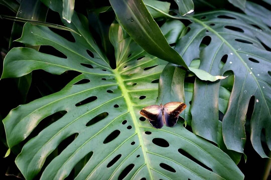 Konya Tropikal Kelebek Bahçesi’ne yoğun ilgi: 8 yılda 3 milyon ziyaretçi