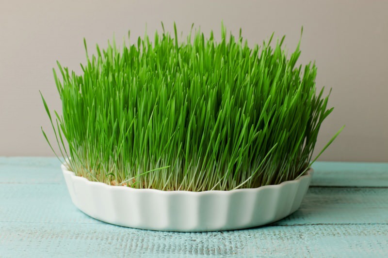 arpa çimi doğa da bulunan en zengin protein kaynağıdır