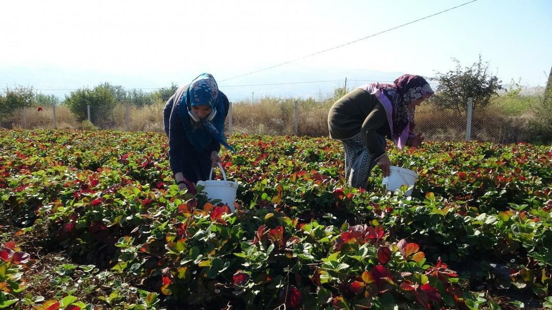 Kilosu 50 lira, siparişlere yetişemiyorlar! 7 kadın kurdu