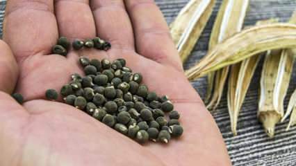 Bamya tohumu nedir, zayıflamak için bamya tohumu nasıl kullanılır?
