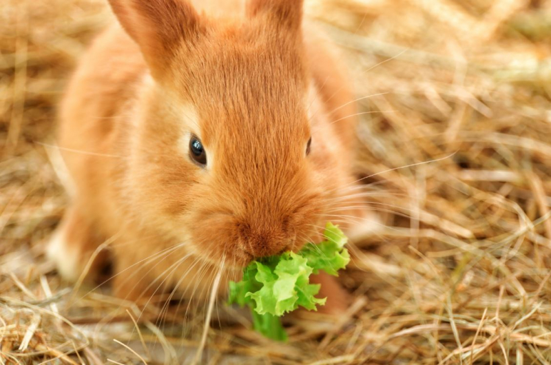 Tavşan ne yer neyle beslenir? Tavşanın sevdiği besinler