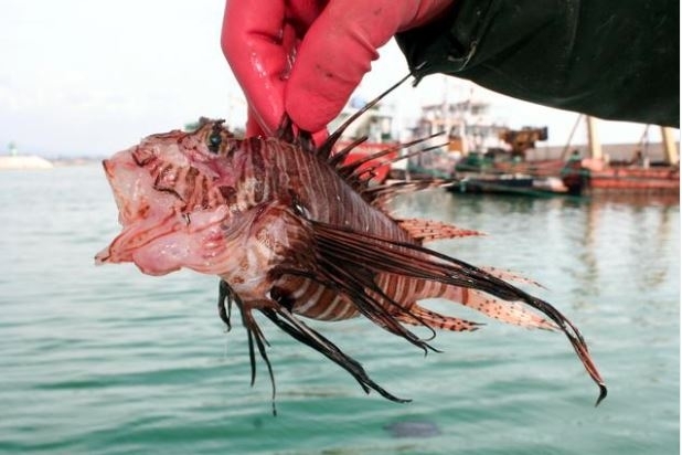 Mersin'de zehirli balık yakalandı!