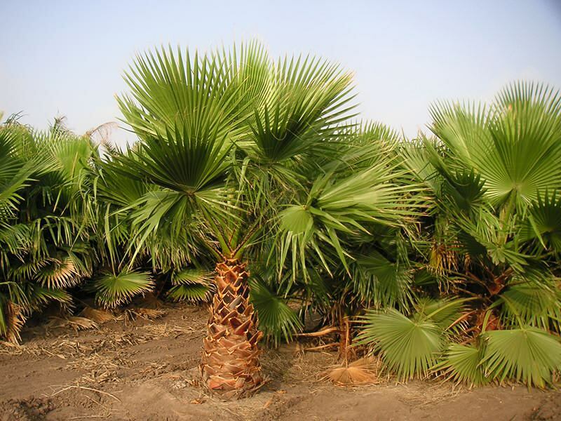 Palmiye ağacı nasıl yetiştirilir?