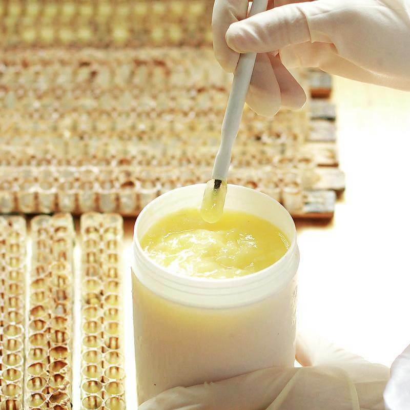 Arı sütünün faydaları nelerdir? Arı sütü kullanımı! İşte bağışıklığı güçlendiren mucize...