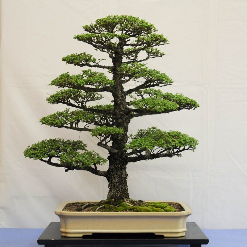 bonsai ağaç nasıl yetiştirilir