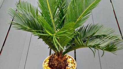 Palmiye ağacı nasıl yetiştirilir?