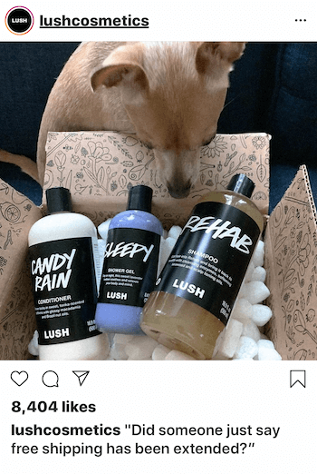 Köpek ile Instagram iş yayını