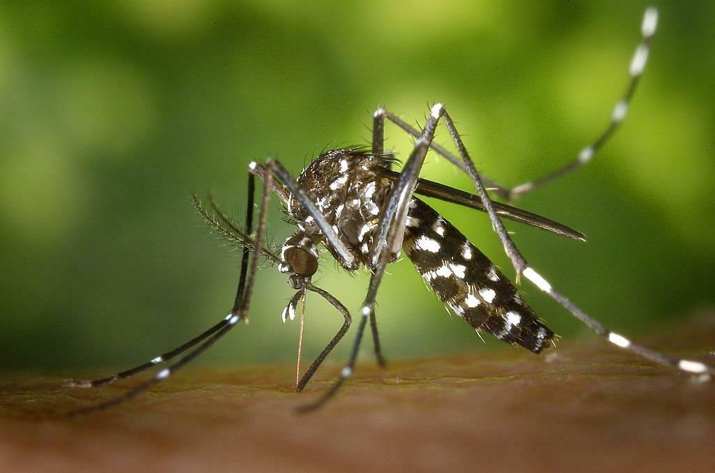 Aedes sivrisineği